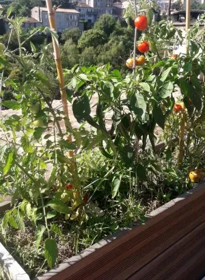 culture toiture tomate et piments.jpeg