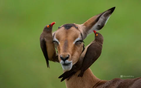 impala-et-pique-boeuf.jpg