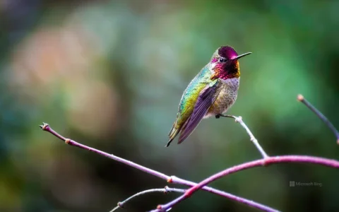 colibri.d-anna.jpg
