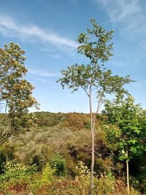 IMG_20210904_155103702_HDR.jpg