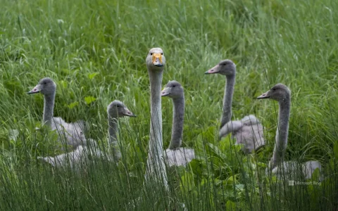 cygnes-chanteyrs.jpg
