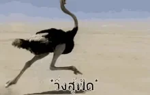 ostrich-run.gif