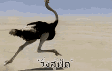 ostrich-run.gif
