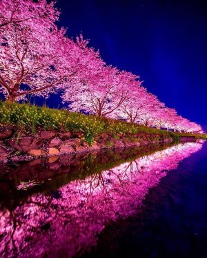 Cherry blossoms night Cœurs tournants Asakurashi  Japan.jpg