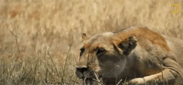 lioness-hunting-savage-kingdom.gif