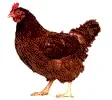 poule-pond-un-oeuf.gif