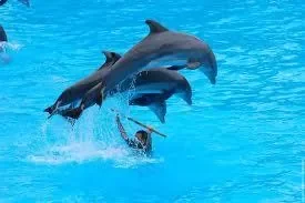 dauphins.jpg