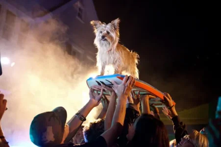 Who-let-the-dogs-out.jpg