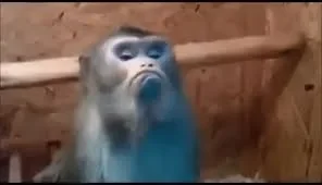 1637419833368.png
