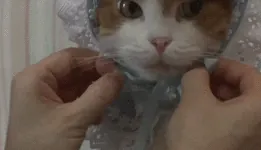IwClmLR0JEhTq.gif