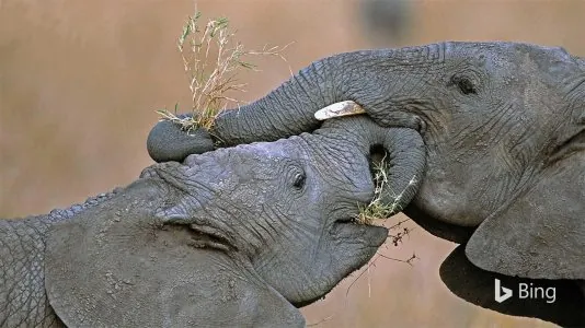 elephants.jpg
