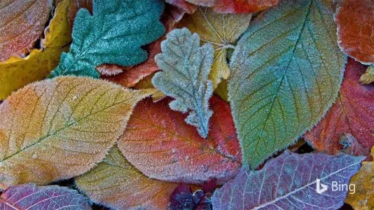 gelee-blanche-feuilles-automne.jpg