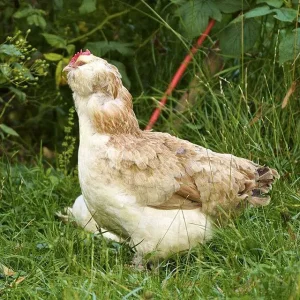 40e67dceb8_60572_poules.jpg