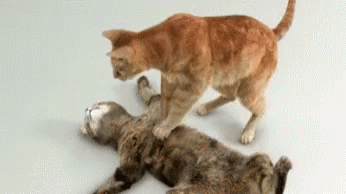 cpr-cats.gif