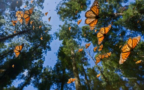 papillons-monarques.jpg