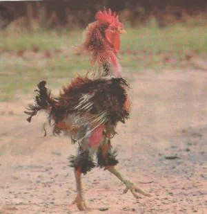HJaxEWWfhsYa865Eu7z5INO79hM.jpg