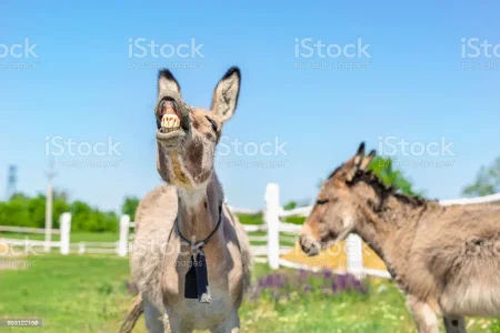 istockphoto-993122156-1024x1024.jpg