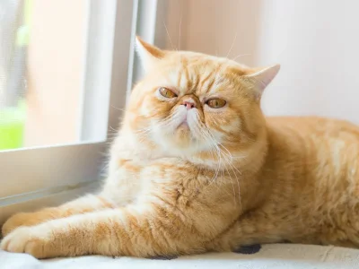 l-exotic-shorthair-un-chat-au-temperament-calme.jpeg