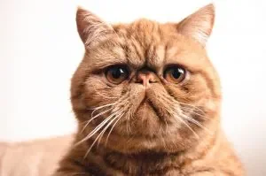 photo-chat-exotic-shorthair-9-300x199.jpg