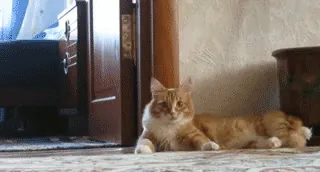 chat-peur.gif