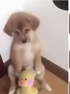 giphy (10).gif
