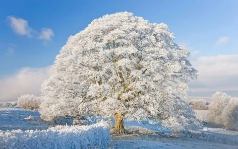 givre-cotswolds-angleterre.jpg
