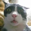 chat.jpg