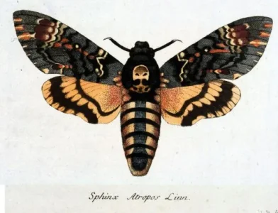 Sphinx atropos- tête de mort - &#11612;&#11568;&#11599;&#11603;&#11597;&#11618;&#11568; - tanuly.jpg