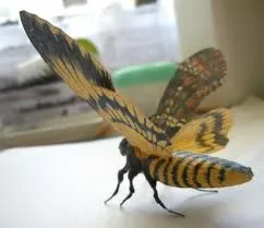 Sphinx atropos-tête de mort - &#11612;&#11568;&#11599;&#11603;&#11597;&#11618;&#11568; - tanulya.jpg