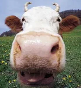 grosse-vache.jpg