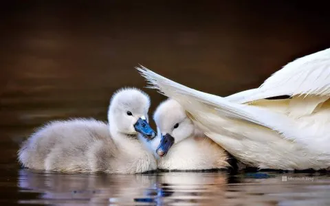 bebes-cygnes-muets.jpg