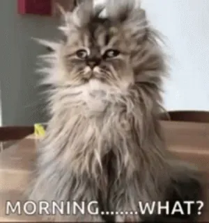 good-morning-what.gif
