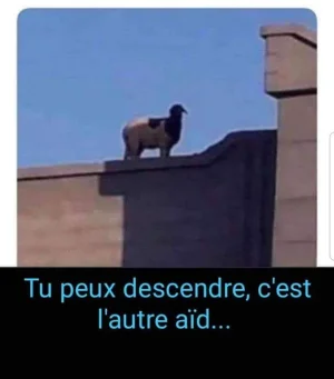 Mouton.jpeg