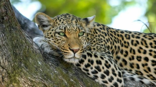 leopard-jaguar-guepard-comment-les-differencier.jpg