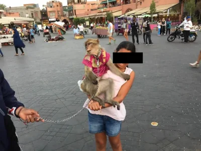 aya_monkey.png