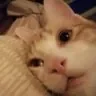 The CatWoman.jpg