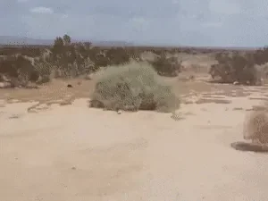 1657661987765.gif