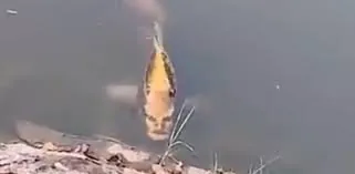 1657908339567.jpeg
