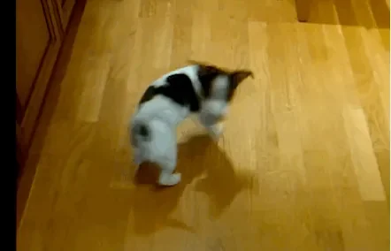dog-chasing-tail-33.gif