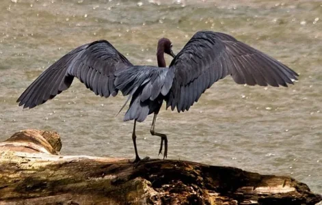 Little-Blue-Heron-Wings-out-landing-JR8_3899.jpg