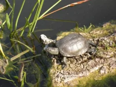 ikfr wasif - -Cistude (tortue d'eau douce)  &#11593;&#11581;&#11580;&#11604; &#11617;&#11568;&#1.jpg