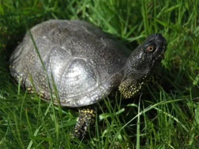 Cistude (tortue d'eau douce)  &#11593;&#11581;&#11580;&#11604; &#11617;&#11568;&#11609;&#11593;&.jpg