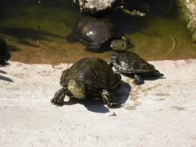Cistude (tortue d'eau douce)  ikfr wasif &#11593;&#11581;&#11580;&#11604; &#11617;&#11568;&#1160.jpg