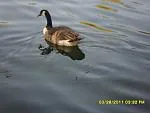 canard.jpg