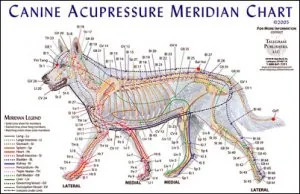 caninectlg.jpg