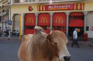 animaux inde vache mcdonald's.jpg