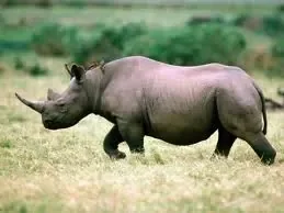 azara - &#11568;&#11619;&#11568;&#11604;&#11568; - Rhinocéros.png