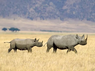 Rhinoceros - azara - &#11568;&#11619;&#11568;&#11604;&#11568;.jpg