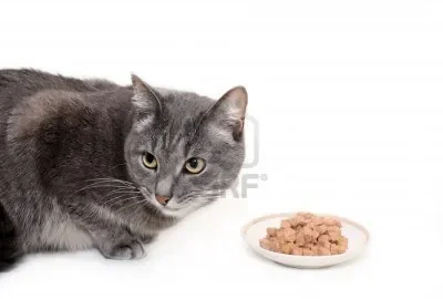 4338407-le-chat-gris-mange-de-la-nourriture-en-conserve-du-chat.jpg