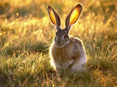 Tayarzizt - &#11612;&#11568;&#11618;&#11568;&#11604;&#11621;&#11593;&#11621;&#11612; - Hase.jpg